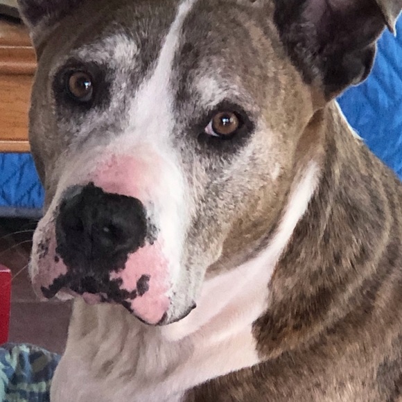 Meet your Posher, Gigi - Picture 2 of 3